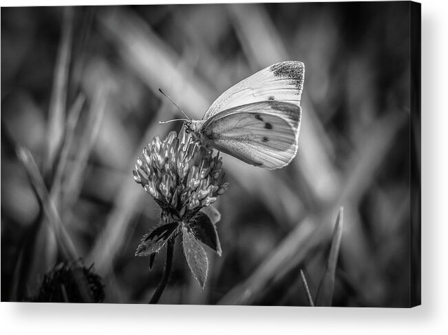 Pieris Rapae Acrylic Print featuring the photograph Cabbage White In Gray by Ray Congrove