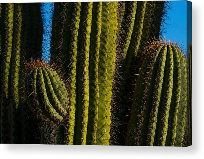 Cacti Acrylic Print featuring the photograph Cacti by Derek Dean