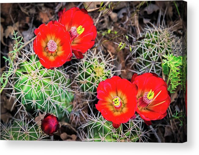 Amaizing Acrylic Print featuring the photograph Cactus Bloom by Edgars Erglis