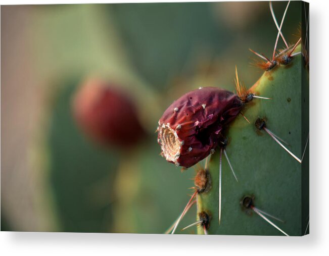 Macro Acrylic Print featuring the photograph Cactus blossom by Michael McGowan