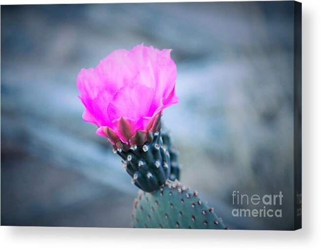 Cactus Acrylic Print featuring the photograph Cactus in Bloom by Marcia Breznay