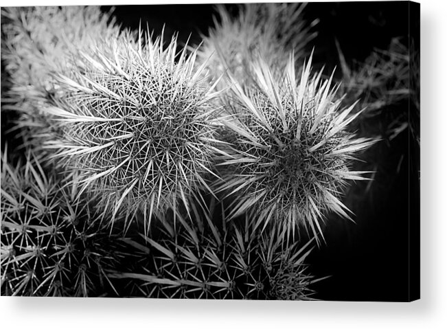 Cactus Acrylic Print featuring the photograph Cactus Spines by Phyllis Denton