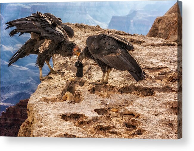 California Condors Acrylic Print featuring the photograph California Condors inspecting a sock by Claudia Abbott