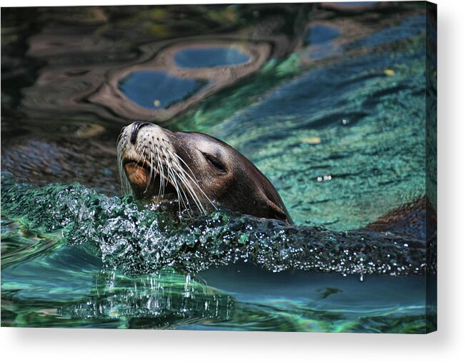 Seal Acrylic Print featuring the photograph California Dreaming by Allen Beatty
