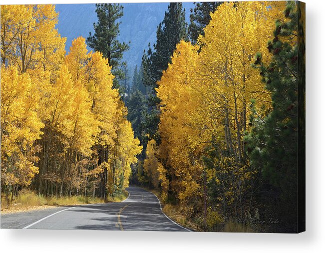 Autumn Acrylic Print featuring the photograph California Gold by Brian Tada