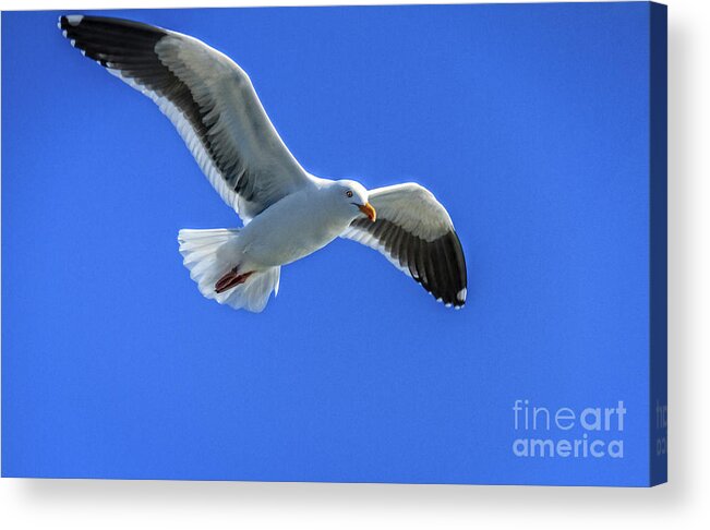 Bird Acrylic Print featuring the photograph California Gull by Robert Bales