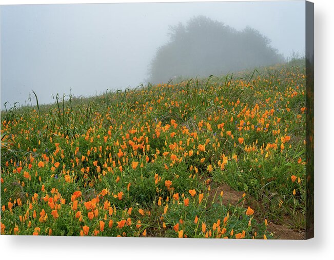 California Poppies Acrylic Print featuring the photograph California Poppies on Volcan Mountain by TM Schultze