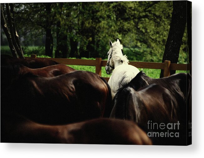 Horse Acrylic Print featuring the photograph Calm horses by Dimitar Hristov
