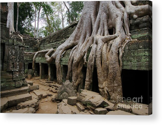 Root Acrylic Print featuring the photograph Cambodia_d199 by Craig Lovell
