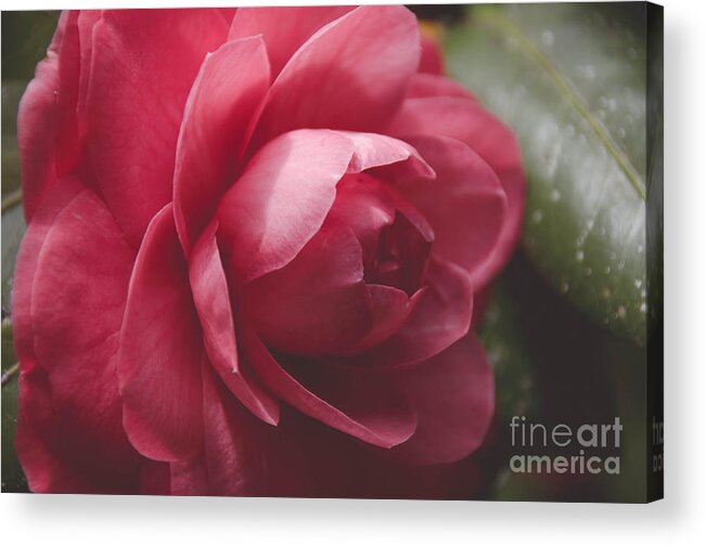 Closeup Acrylic Print featuring the photograph Camellia by Andrea Anderegg