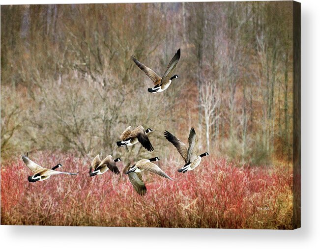 Canada Geese Acrylic Print featuring the photograph Canada Geese In Flight by Christina Rollo