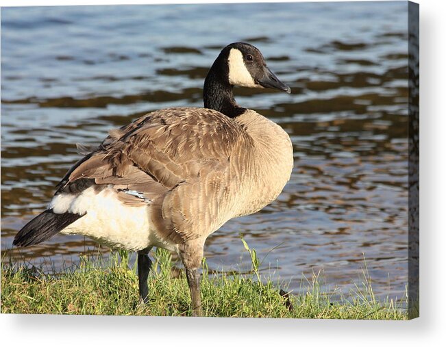 Nature Acrylic Print featuring the photograph Canada Goose Standing at Waters Edge by Sheila Brown