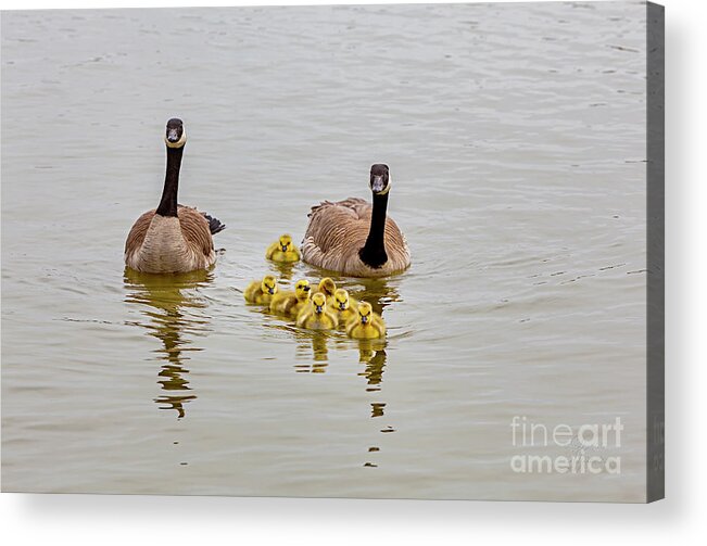 Candian Gees And Goslings Acrylic Print featuring the photograph Canadian Geese and Goslings by David Millenheft