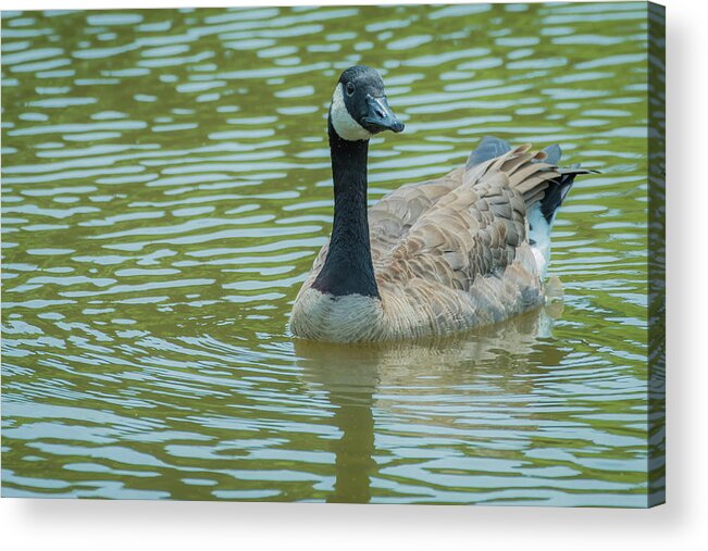 Wildlife Acrylic Print featuring the photograph Canadian Goose img 1 by Bruce Pritchett