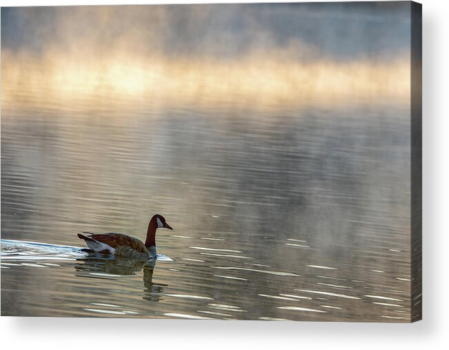 #canadiangoose Acrylic Print featuring the photograph Canadian Goose in Misty Lake by Philip Rodgers