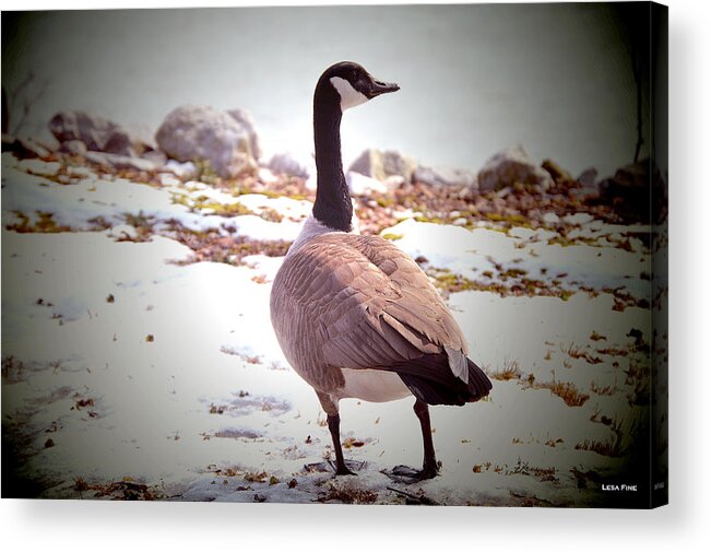 Canadian Acrylic Print featuring the photograph Canadian Goose Snow Stroll by Lesa Fine