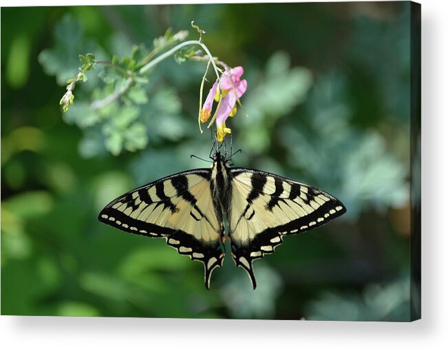 Outdoor Acrylic Print featuring the photograph Canadian Tiger Swallowtail Butterfly by David Porteus