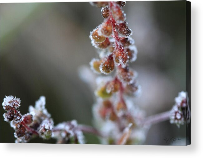 Frost Acrylic Print featuring the photograph Candied by Nancy Coelho