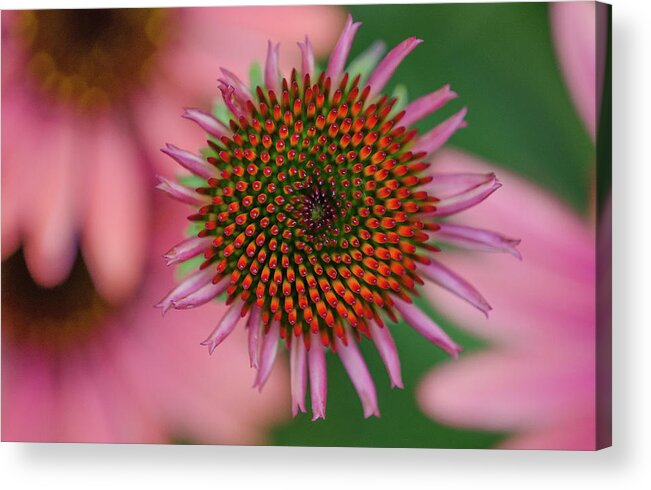 Coneflower Acrylic Print featuring the photograph Candy by Amanda Rimmer