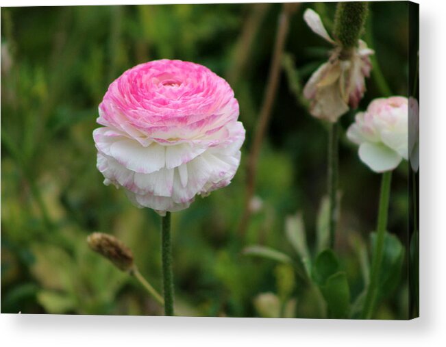 Candy Stripe Acrylic Print featuring the photograph Candy Stripe Ranunculus by Colleen Cornelius