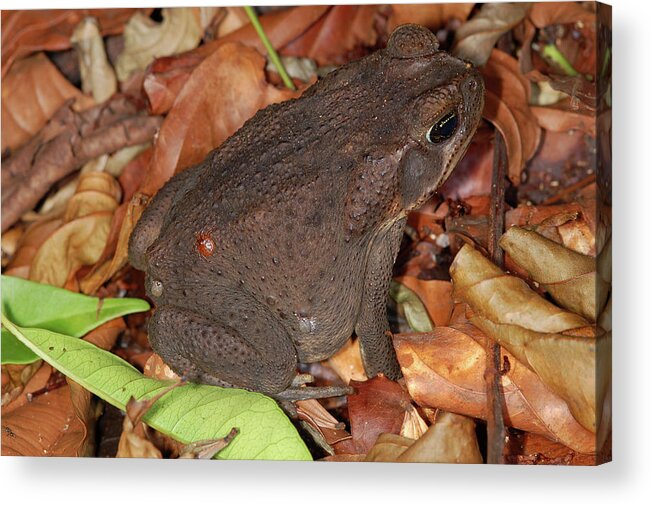 Bufo Marinos Acrylic Print featuring the photograph Cane Toad by Breck Bartholomew