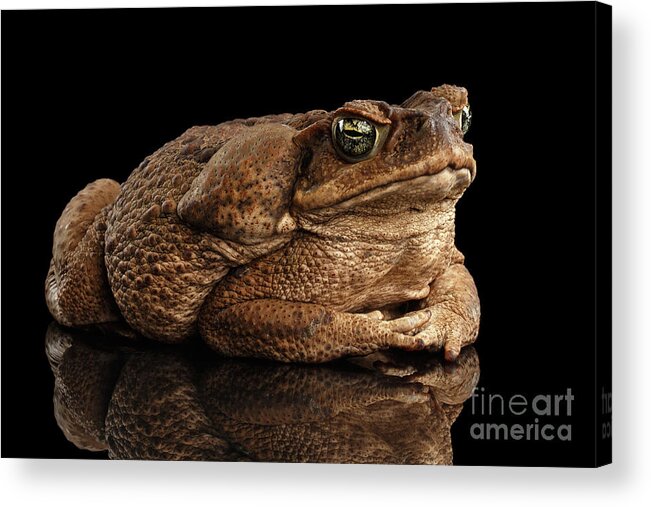 Toad Acrylic Print featuring the photograph Cane Toad - Bufo marinus, giant neotropical or marine toad Isolated on Black Background by Sergey Taran