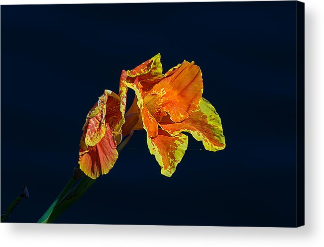 Nature Acrylic Print featuring the photograph Canna by Kenneth Albin