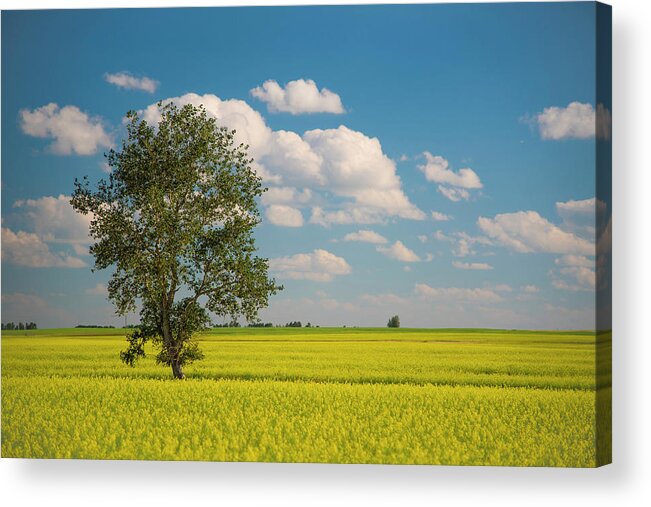 Farming Acrylic Print featuring the photograph Canola Field in Prairies by Bill Cubitt