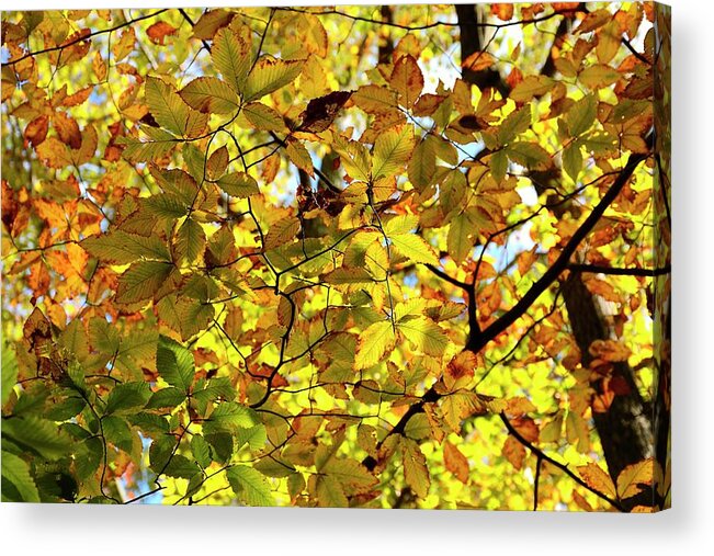 Autumn Acrylic Print featuring the photograph Canopy of Autumn Leaves by Angie Tirado