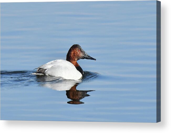 Waterfowl Acrylic Print featuring the photograph Canvasback Duck by Alan Lenk
