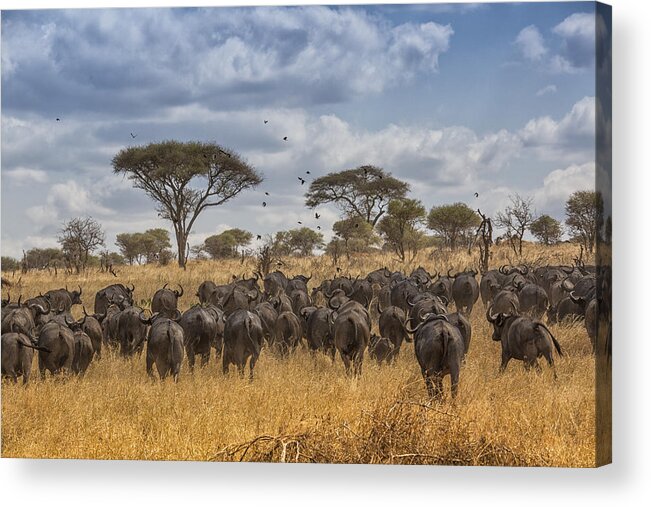 African Buffalo Acrylic Print featuring the tapestry - textile Cape Buffalo Herd by Kathy Adams Clark
