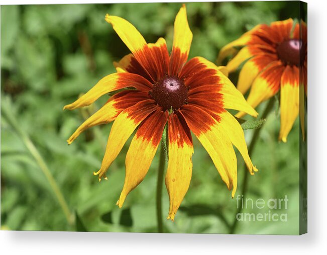 Black-eyed-susan Acrylic Print featuring the photograph Captivating Black Eyed Susan Blossoming in Nature by DejaVu Designs