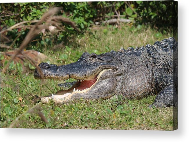 Gator Acrylic Print featuring the photograph Captive Gator by Christy Pooschke