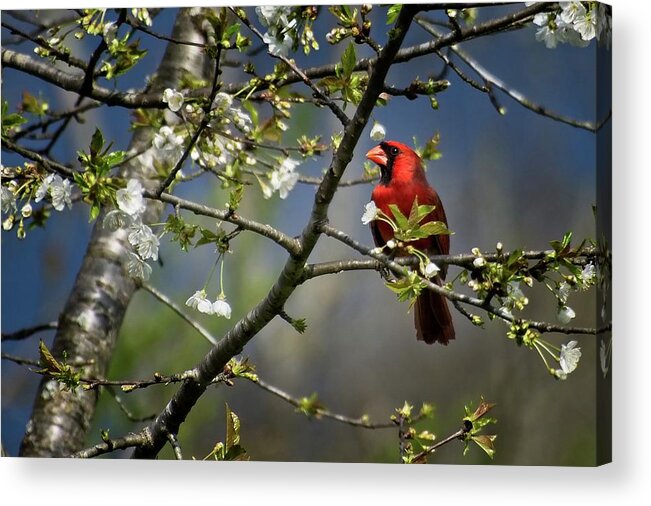 Wildlife Acrylic Print featuring the photograph Cardinal Among the Blossoms by John Benedict