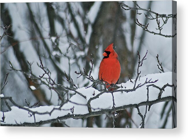 Cardinal Acrylic Print featuring the photograph Cardinal and snow by Michael Peychich