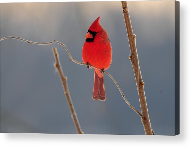 Birds Acrylic Print featuring the photograph Cardinal by Mike Martin