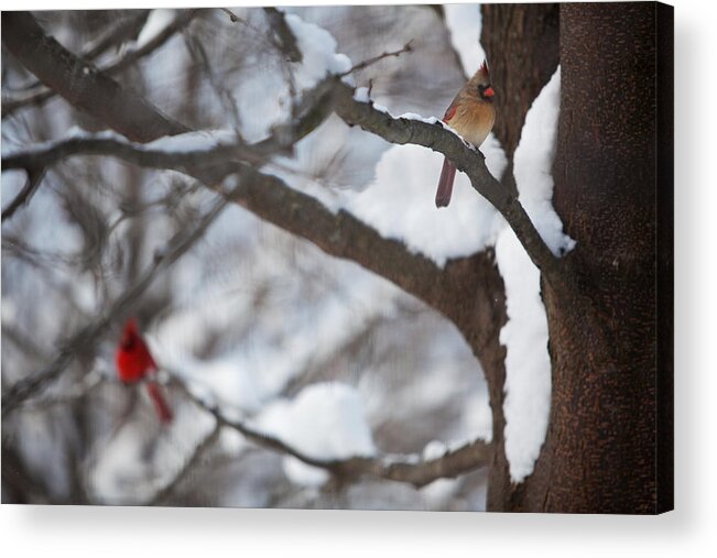 Nature Acrylic Print featuring the photograph Cardinals by Jane Melgaard