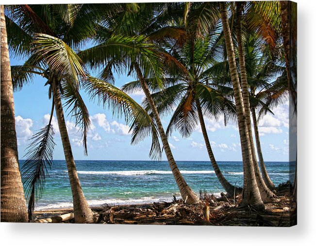 Palms Island Palm Tree Trees Beach Sea Ocean Vacation Travel Sand Salt Acrylic Print featuring the photograph Caribbean Palms by Robert Och