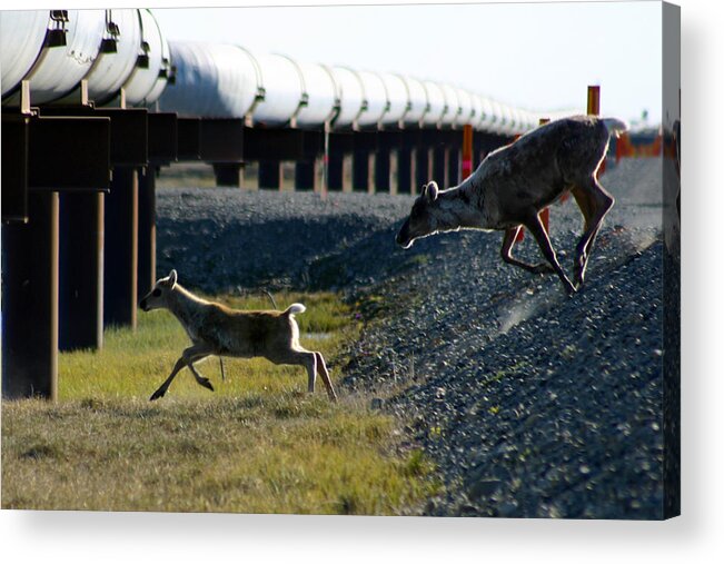 Caribou Acrylic Print featuring the photograph Caribou Cow and Fawn by Anthony Jones