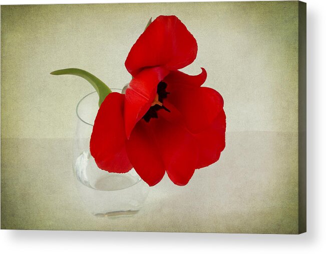 Red Tulip Acrylic Print featuring the photograph Carmen by Marina Kojukhova