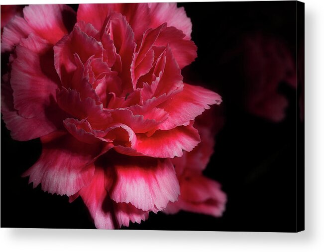 Carnation Acrylic Print featuring the photograph Carnation Series 5 by Mike Eingle