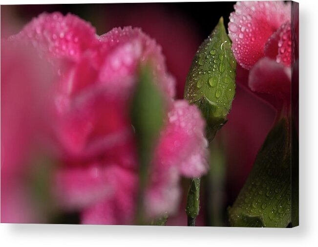 Carnations Acrylic Print featuring the photograph Carnation Series 6 by Mike Eingle
