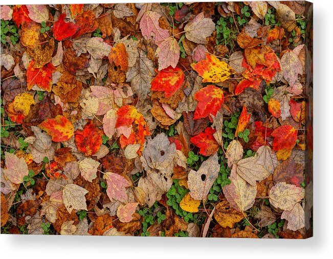  Acrylic Print featuring the photograph Carpet by Rodney Lee Williams
