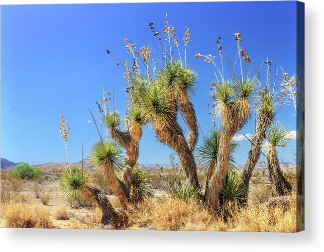Big Bend National Park Acrylic Print featuring the photograph Cast of Desert Characters by Sylvia J Zarco