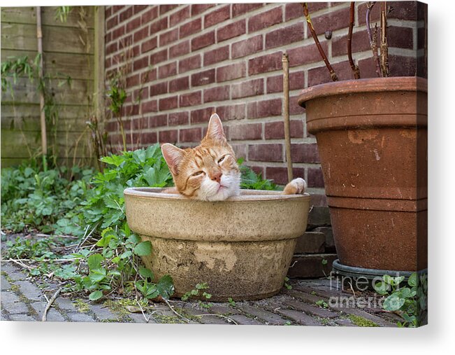 Garden Acrylic Print featuring the photograph Cat in empty pot by Patricia Hofmeester