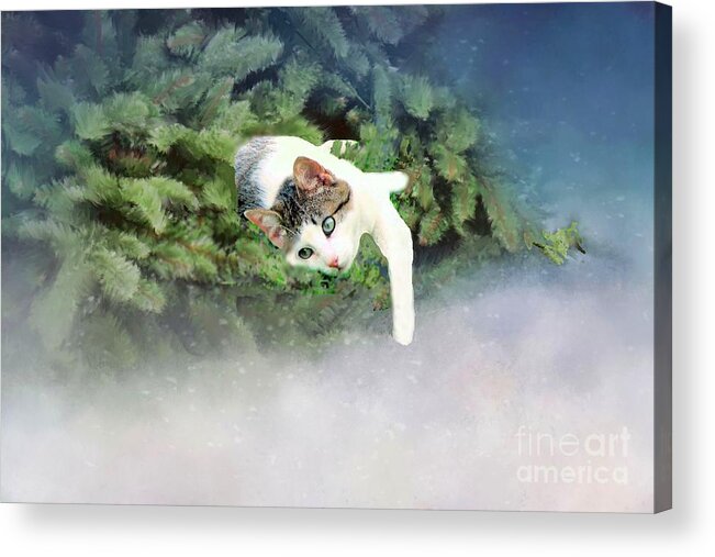 Cat Acrylic Print featuring the photograph Cat in Evergreen by Janette Boyd