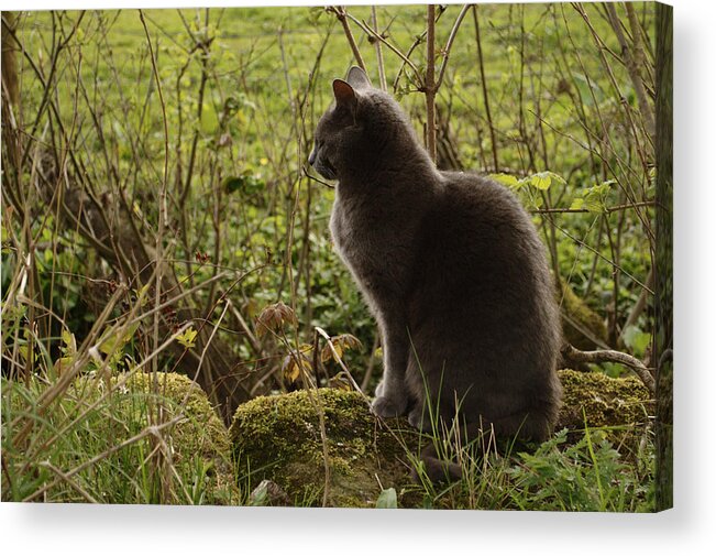 Cat Acrylic Print featuring the photograph Cat In The Country by Adrian Wale