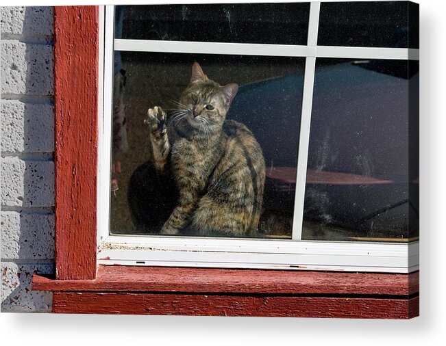 Cat Acrylic Print featuring the photograph Cat in The Red Window by Joe Palermo