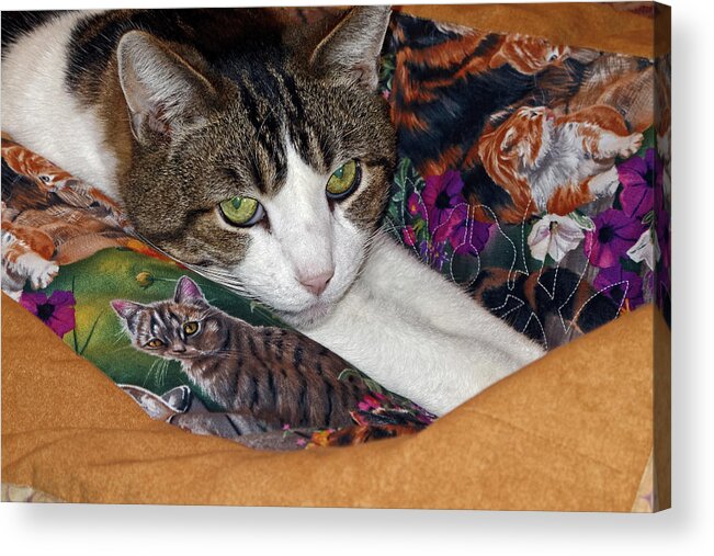 Cat Portrait Acrylic Print featuring the photograph Cat on Cat Quilt by Sally Weigand