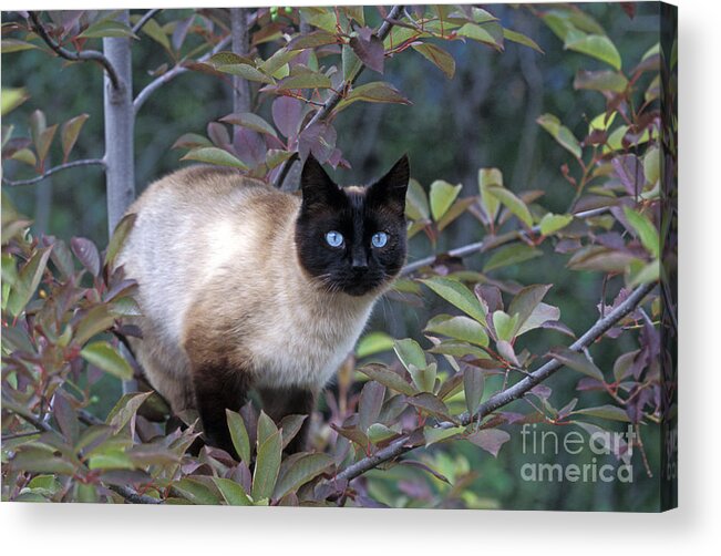 Cat Acrylic Print featuring the photograph Cat Watching Birds by Rolf Kopfle